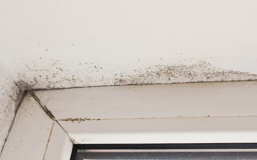 How Everyday Habits Trigger Indoor Mold Problems