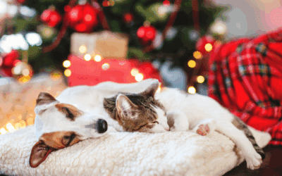 Holiday Pet Safety: 3 Tips To Protect Your Pet