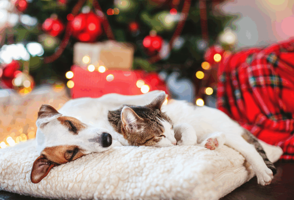 Holiday Pet Safety: 3 Tips To Protect Your Pet